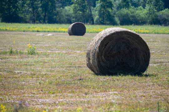 Round Hay Bales on Dry Summer Field