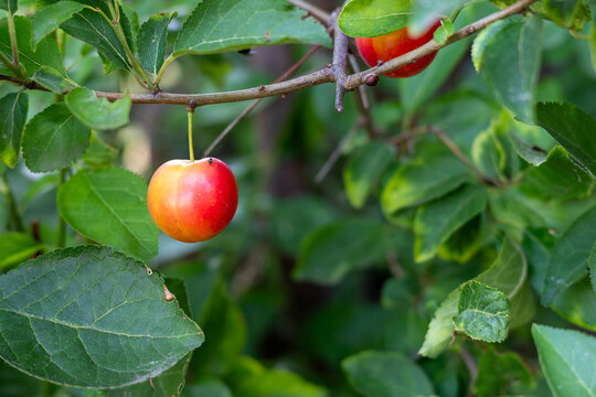 Ripe Cherry Plum Hanging on Tree Branch