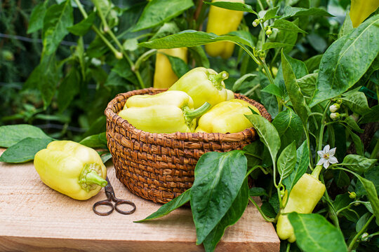 Yellow bell peppe