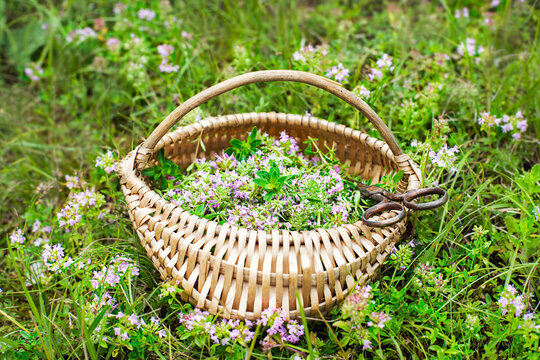 Thyme