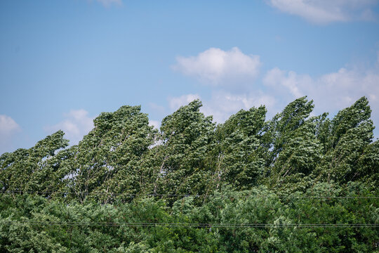 Trees Bending in Strong Wind Under Blue Sky