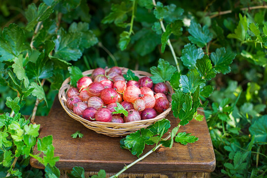 Gooseberry