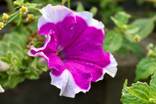 Close Up of Purple and White Petunia Flower