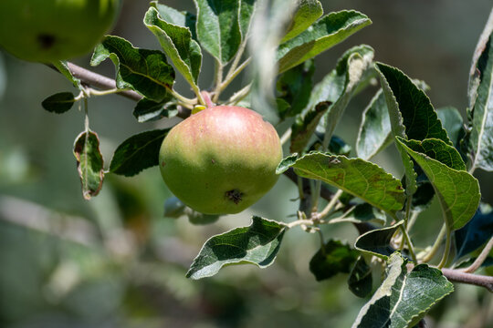 Apple Ripening on Tree Branch Outdoors