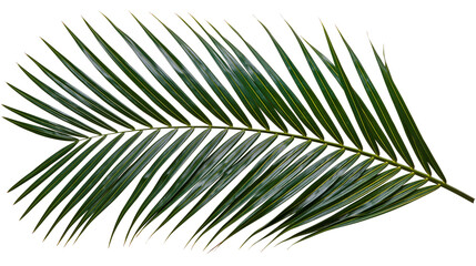 Green palm frond with sharp pointed leaves © Gael