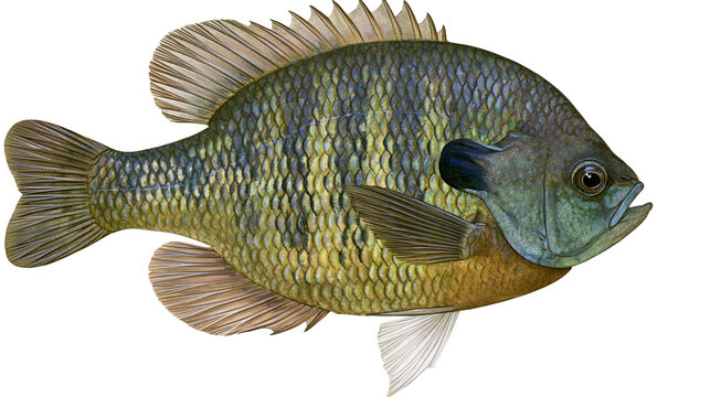 Bluegill sunfish detailed side view with scales and fins