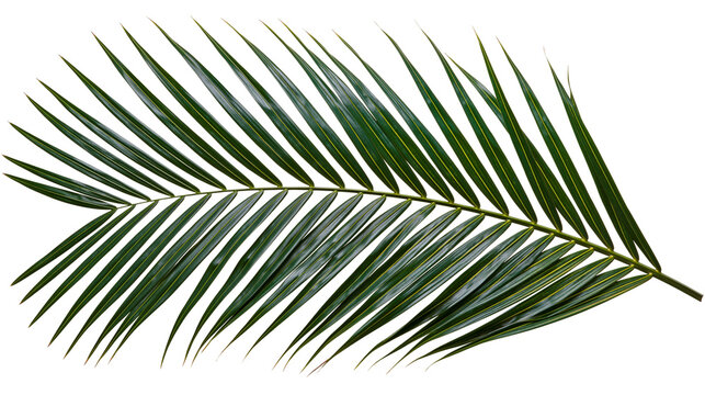 Green palm frond with sharp pointed leaves