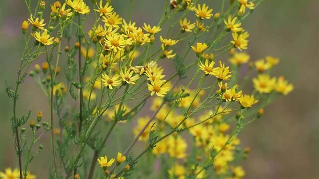 Yellow ragwort flowers swaying in the summer wind, Jacobaea vulgaris