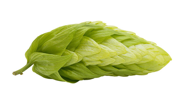 Green hop cone with stem and layered petals