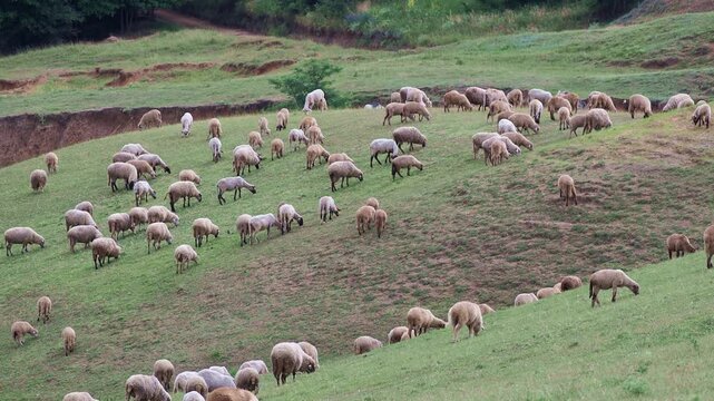 A flock of sheep peacefully grazing on a natural steppe meadow during summer.