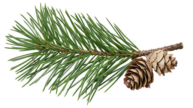 Pine branch with two cones