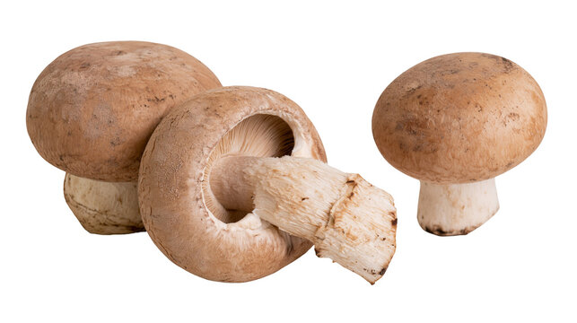Three brown cremini mushrooms with visible gills and stems