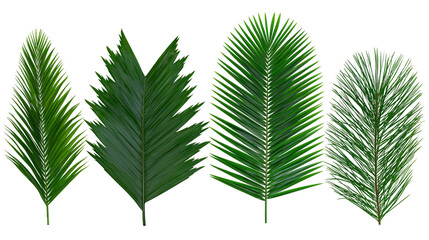 Four different green palm leaves with detailed texture © Elvin