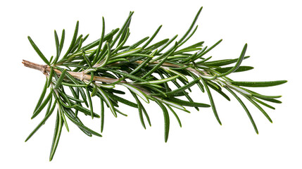 Fototapeta premium Fresh rosemary sprig with green needle-like leaves and woody stem