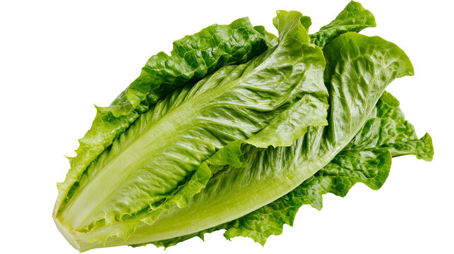 Fresh green romaine lettuce head with crisp leaves