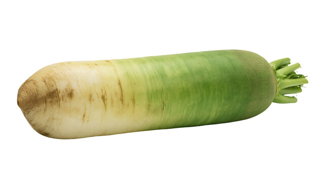Daikon radish with green top and white root