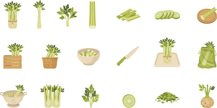 Set of fresh celery stalks and leaves in various forms and kitchen tools isolated on a white background vector
