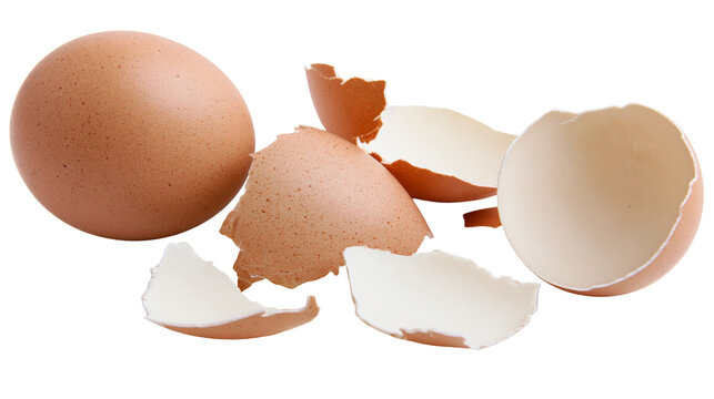 Whole brown egg and broken eggshell fragments