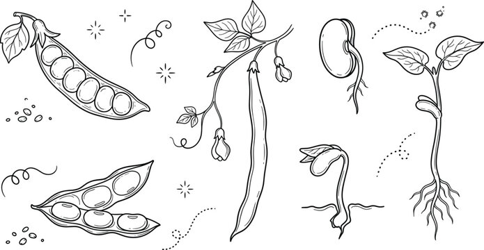 Bean growth cycle vector line icon set with green pea pod sprout seedling root vine plant agriculture element