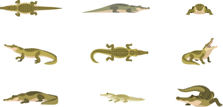 Set of various crocodile characters in different poses and angles, flat vector illustration on white background.