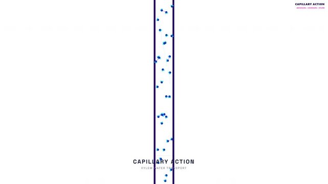 Capillary Action Water Transport Animation &mdash; Adhesion Cohesion Xylem Plant Biology Loop