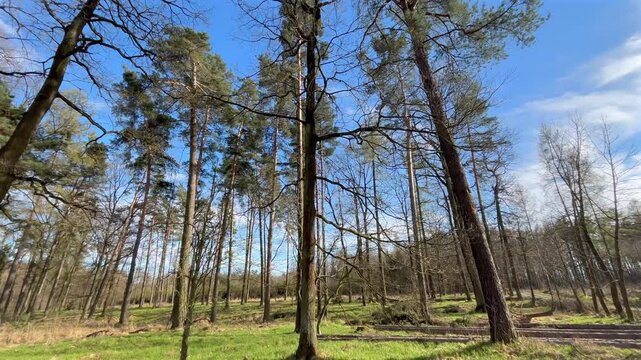 Camera tilts from fresh green grass to the towering treetops in a peaceful spring forest under a clear blue sky. Cinematic handheld nature footage showcasing the beauty of woodland.