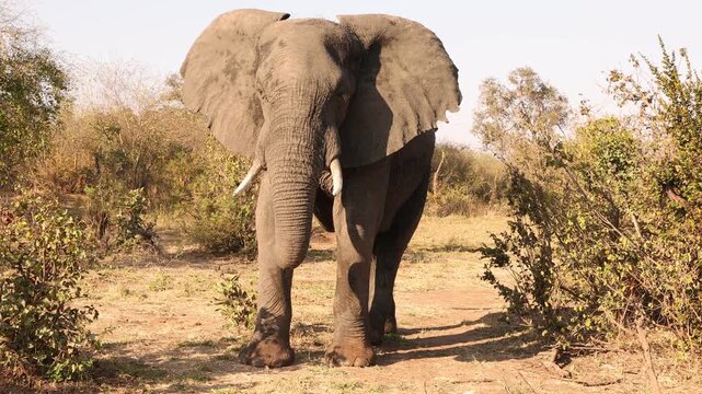 elephants, Zambezi National Park, Zimbabwe, Africa
