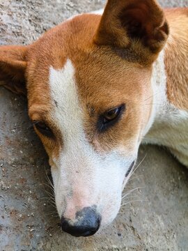 A close-up portrait of a brown and white dog lying down with its head resting on a textured gray surface, its eyes are partially closed and looking