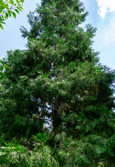 Fototapeta premium Tall Calocedrus decurrens tree with dense, green, scale-like foliage reaching toward bright blue sky in public landscape park Krasnodar or Galitsky