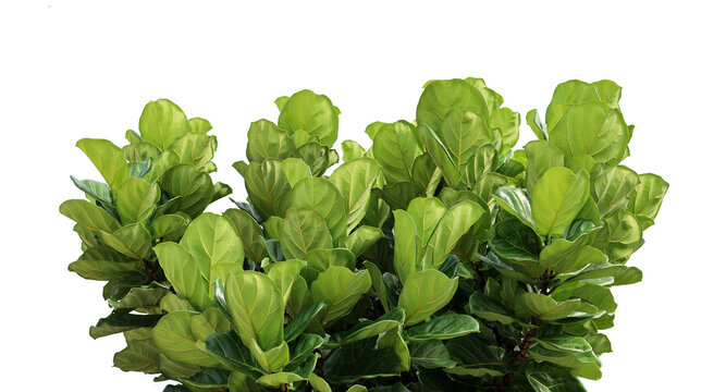 A green fiddle leaf fig bush with big leaves on a white background.