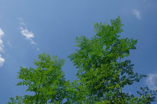 Fresh green moringa leaves growing on tree branches against a clear blue sky. Healthy tropical foliage in a natural environment. Concept of nutrition, herbal plants, and sustainable agriculture