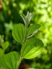 Detailed view of a vibrant green plant stem with emerging leaves and textured foliage against a blurred background © Moynul