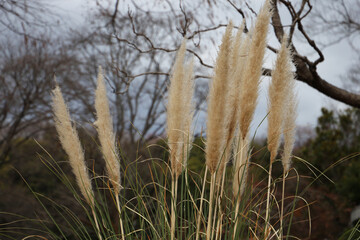 Fototapeta premium A fluffy, beige bunch of pampas grass