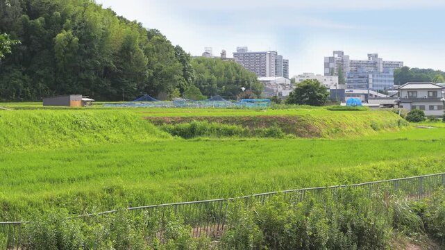 Green Rice Fields and Urban Buildings Coexisting in the Japanese Suburbs
