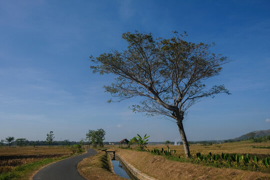 Scenic rural asphalt road beside an irrigation canal and a large shade tree. Peaceful countryside landscape with farmland. Concept of rural transport, agriculture, and sustainable living