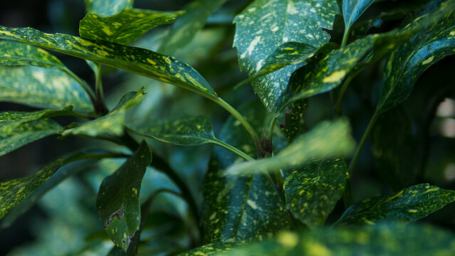 Aucuba japonica Variegata Spotted Leaf Close-Up &mdash; Gold Dust Plant Yellow-Speckled Foliage Texture, Ornamental Garden Shrub