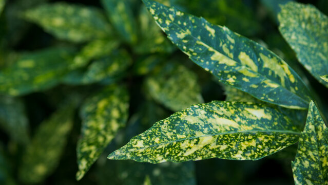 Aucuba japonica Variegata Spotted Leaf Close-Up &mdash; Gold Dust Plant Yellow-Speckled Foliage Texture, Ornamental Garden Shrub
