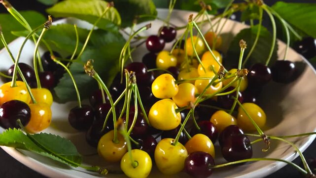 Closeup shot gliding over a white plate filled with freshly picked red and yellow wild cherries mixed with green leaves, creating a vibrant and natural composition of seasonal fruit