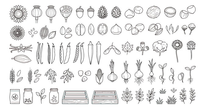 Hand drawn botanical seeds and nuts vector icon set, organic plant seedlings and grain line art collection, minimalist garden harvest illustrations