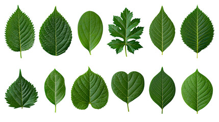 Collection of green leaves with serrated and smooth edges © Lena