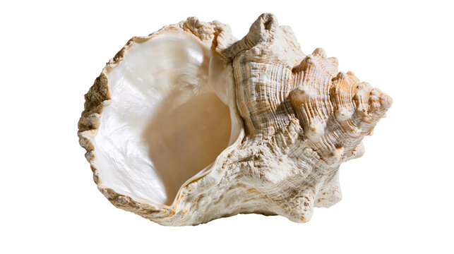 Large textured conch shell with pearly interior