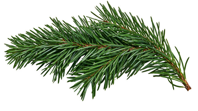 Green pine branch with sharp needles