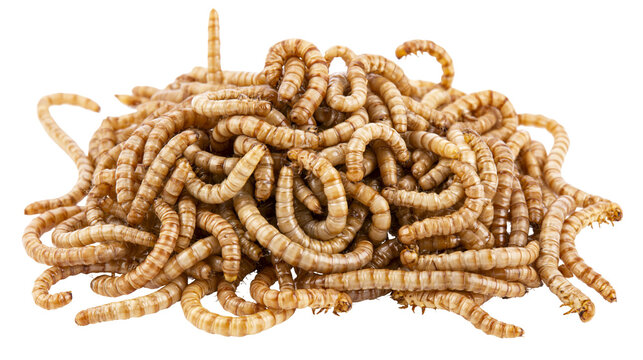 Pile of mealworms live insect larvae, food for reptiles and birds