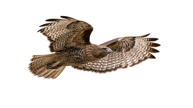 Hawk bird in flight with wings spread wide