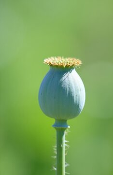 Macro shot of single green poppy seed pod on blurred garden background. Close up view of opium plant fruit with crown on top. Organic herbal farm product in summer field. Botany study of medicine