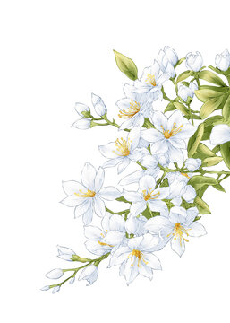 Night blooming Jasmine Flower Hand drawn Illustration