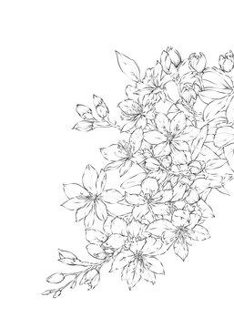 Night blooming Jasmine Flower Hand drawn Illustration