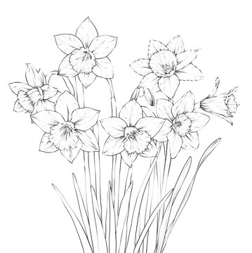 Daffodil Flower Hand drawn Illustration