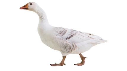 White goose with grey markings on wings and orange beak © Theodore