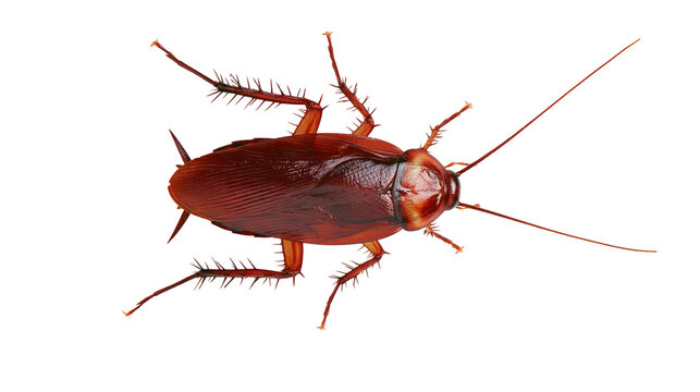 Brown cockroach with long antennae and spiky legs
